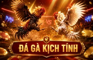 Sảnh đá gà Trecruzfitness